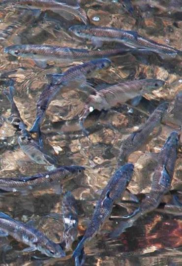 Motel Herring Run *