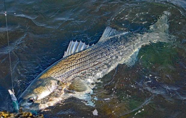 Herring Run