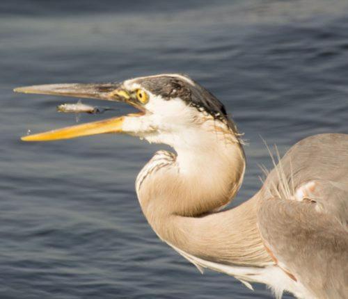 Herring Run