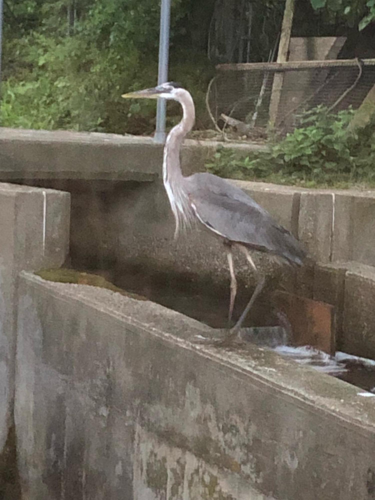 Motel Herring Run *